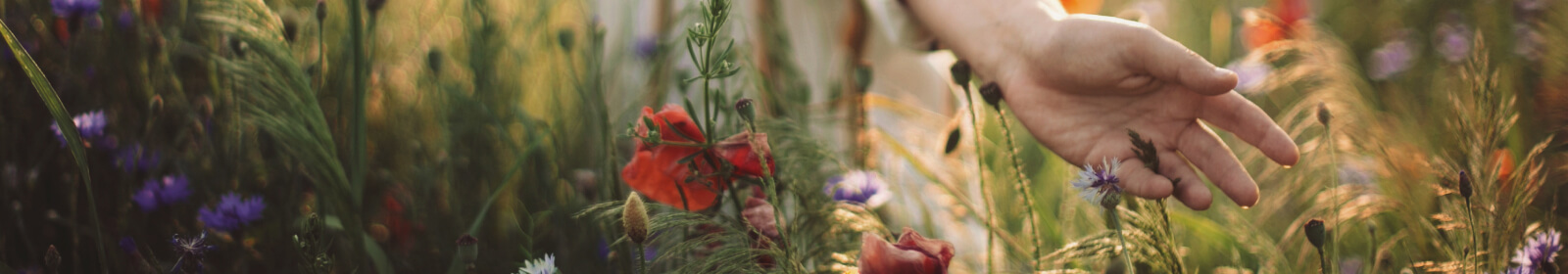 Close up of a person's hands running through wild flowers